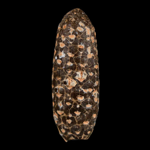 XL 2.1" Fossil Pine Cone Equicalastrobus Replaced By Agate Eocene Age Seeds Fruit - Fossil Age Minerals
