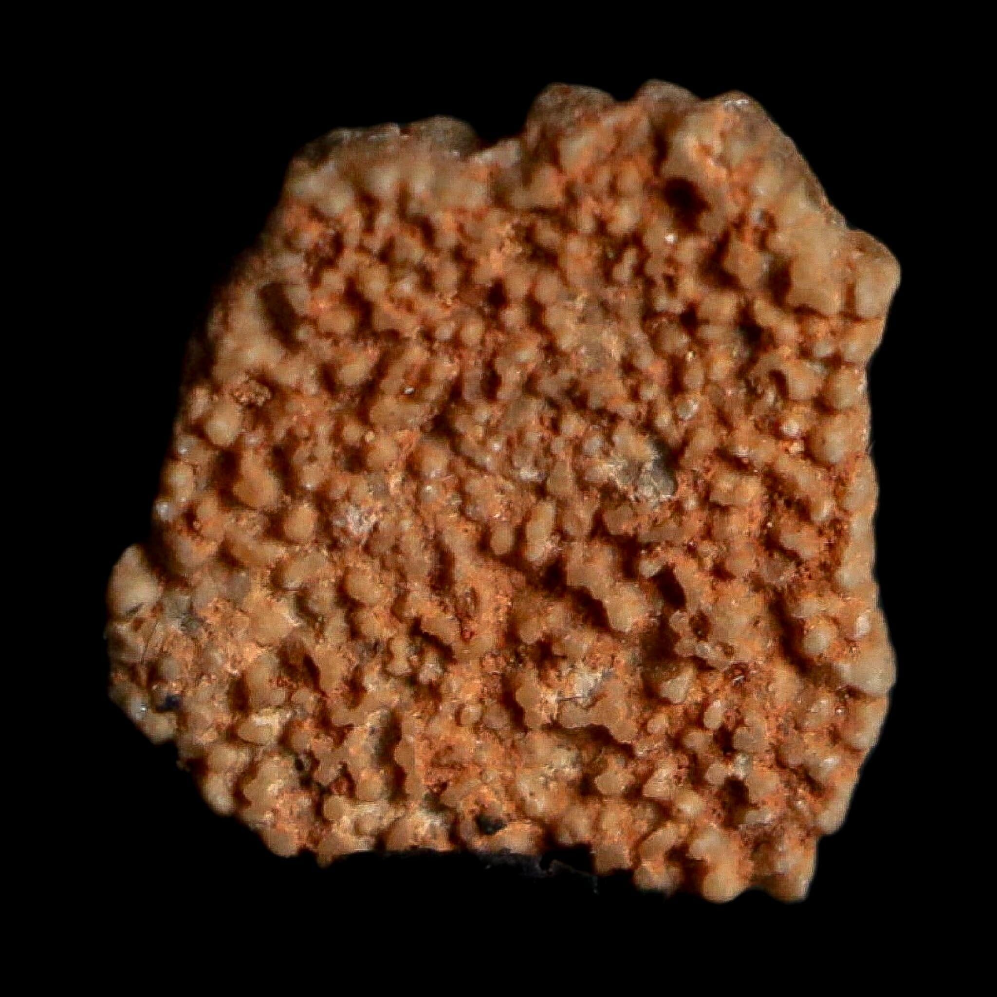 0.3" Megaloolithus Titanosaur Dinosaur Fossil Egg Shell Bouches Du Rhone France Display - Fossil Age Minerals
