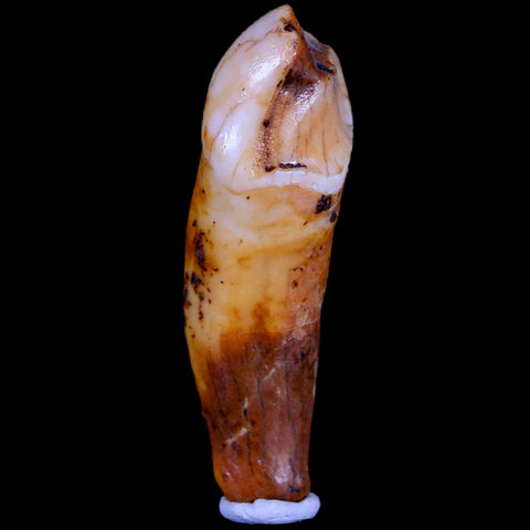 1.8" Extinct Cave Bear Ursus Spelaeus Incisor Tooth Rooted Pleistocene Age COA, Stand - Fossil Age Minerals