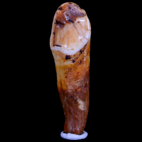 1.8" Extinct Cave Bear Ursus Spelaeus Incisor Tooth Rooted Pleistocene Age COA, Stand - Fossil Age Minerals