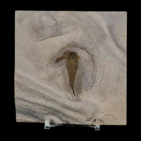 1.5" Eurypterus Sea Scorpion Fossil Eurypterid Silurian 420 Mil Yrs Old New York Stand
