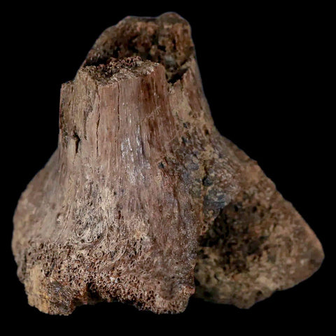 2.6" Centrosaurus Fossil Rib End Bone Judith River Cretaceous Dinosaur Montana COA - Fossil Age Minerals