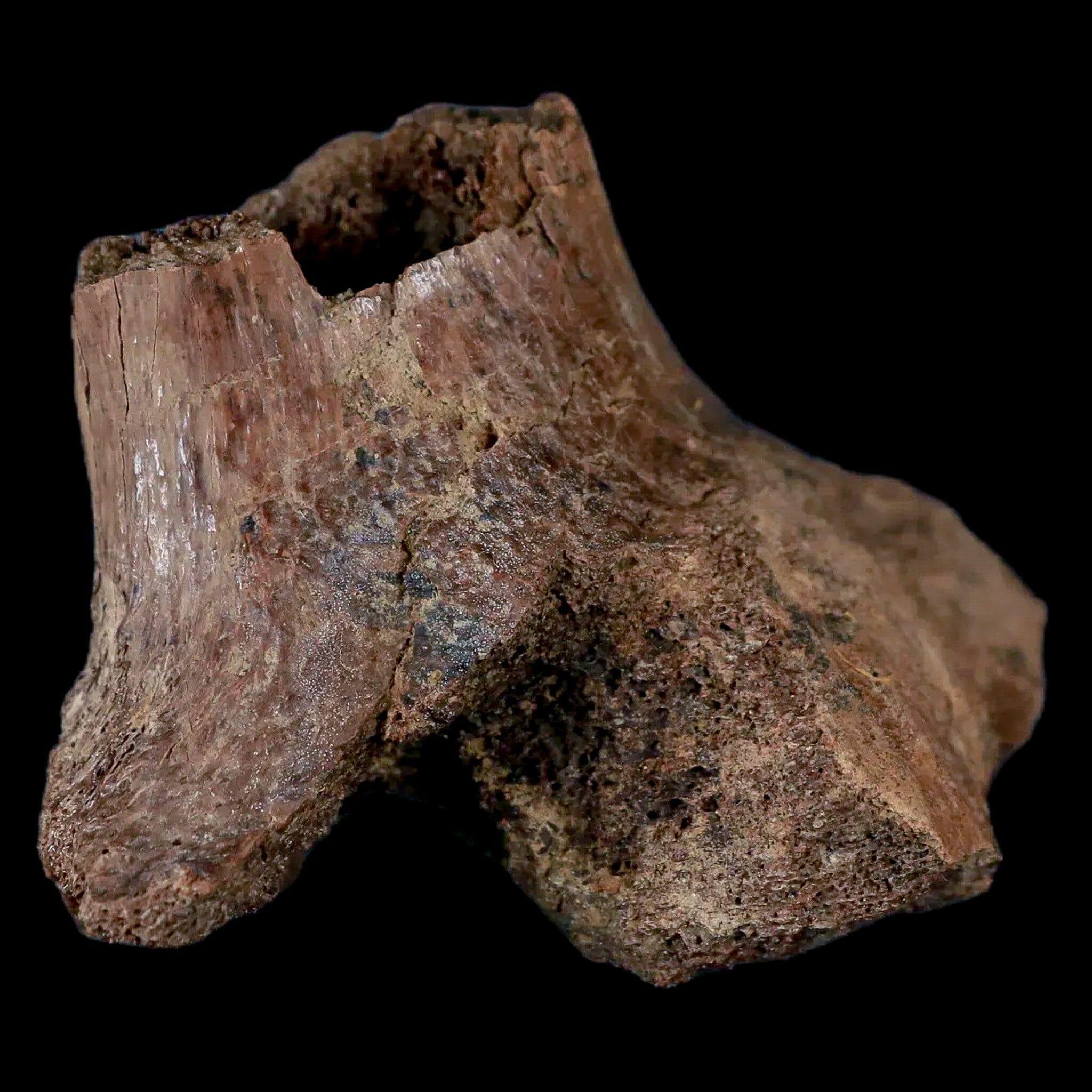 2.6" Centrosaurus Fossil Rib End Bone Judith River Cretaceous Dinosaur Montana COA - Fossil Age Minerals