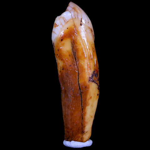 1.8" Extinct Cave Bear Ursus Spelaeus Incisor Tooth Rooted Pleistocene Age COA, Stand - Fossil Age Minerals