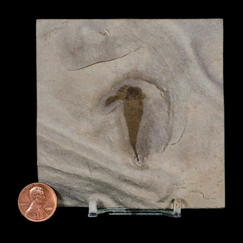 1.5" Eurypterus Sea Scorpion Fossil Eurypterid Silurian 420 Mil Yrs Old New York Stand