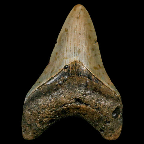 3" Quality Megalodon Shark Tooth Serrated Fossil Natural Miocene Age COA - Fossil Age Minerals