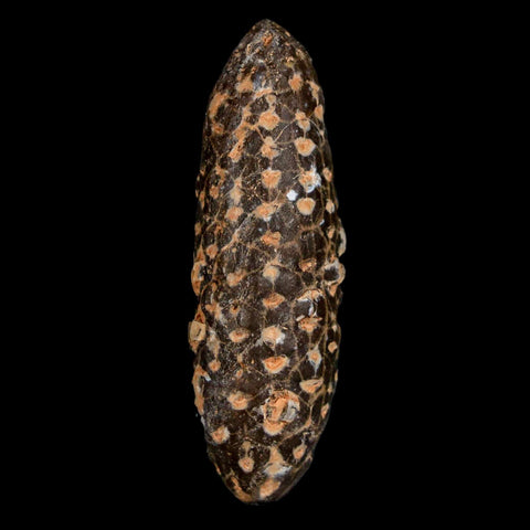 XL 2.1" Fossil Pine Cone Equicalastrobus Replaced By Agate Eocene Age Seeds Fruit - Fossil Age Minerals