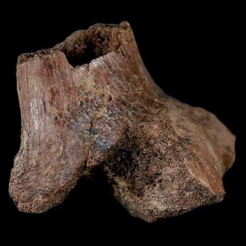 2.6" Centrosaurus Fossil Rib End Bone Judith River Cretaceous Dinosaur Montana COA - Fossil Age Minerals