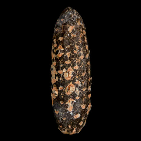 XL 2.1" Fossil Pine Cone Equicalastrobus Replaced By Agate Eocene Age Seeds Fruit - Fossil Age Minerals