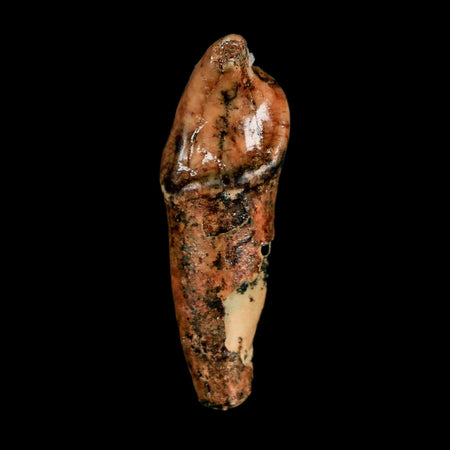 1.8" Extinct Cave Bear Ursus Spelaeus Incisor Tooth Rooted Pleistocene Age COA, Stand