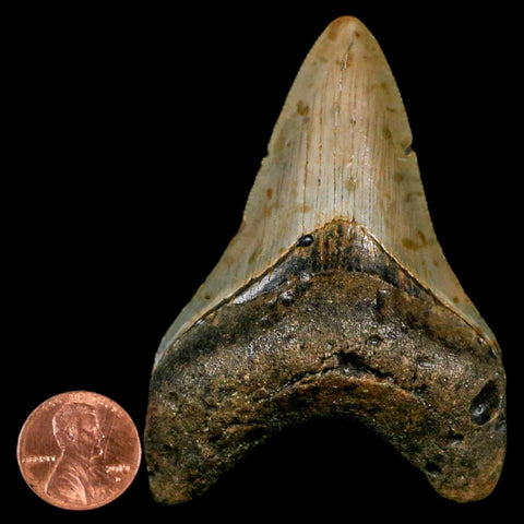 3" Quality Megalodon Shark Tooth Serrated Fossil Natural Miocene Age COA - Fossil Age Minerals