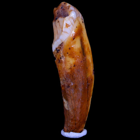 1.8" Extinct Cave Bear Ursus Spelaeus Incisor Tooth Rooted Pleistocene Age COA, Stand - Fossil Age Minerals
