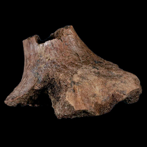 2.6" Centrosaurus Fossil Rib End Bone Judith River Cretaceous Dinosaur Montana COA - Fossil Age Minerals