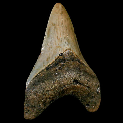 3" Quality Megalodon Shark Tooth Serrated Fossil Natural Miocene Age COA - Fossil Age Minerals