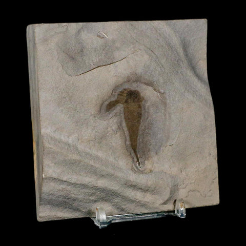 1.5" Eurypterus Sea Scorpion Fossil Eurypterid Silurian 420 Mil Yrs Old New York Stand