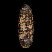 XL 2.1" Fossil Pine Cone Equicalastrobus Replaced By Agate Eocene Age Seeds Fruit