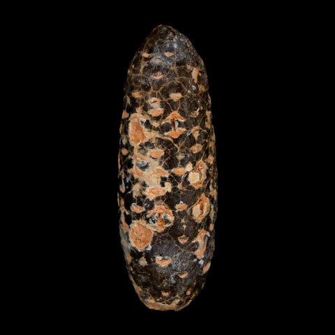 XL 2.1" Fossil Pine Cone Equicalastrobus Replaced By Agate Eocene Age Seeds Fruit - Fossil Age Minerals