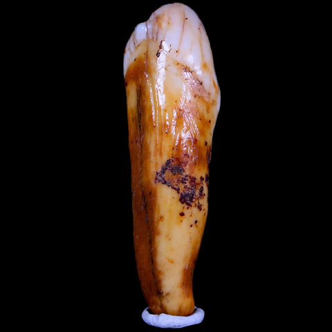 1.8" Extinct Cave Bear Ursus Spelaeus Incisor Tooth Rooted Pleistocene Age COA, Stand - Fossil Age Minerals