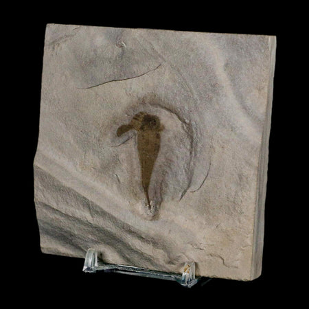 1.5" Eurypterus Sea Scorpion Fossil Eurypterid Silurian 420 Mil Yrs Old New York Stand