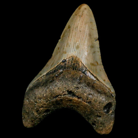 3" Quality Megalodon Shark Tooth Serrated Fossil Natural Miocene Age COA