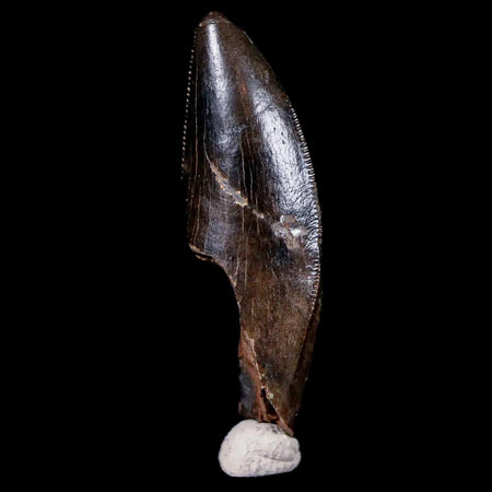 1.4" Albertosaurus Fossil Serrated Tooth Tyrannosaur Cretaceous Dinosaur COA