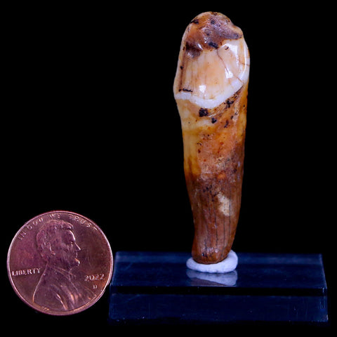 1.8" Extinct Cave Bear Ursus Spelaeus Incisor Tooth Rooted Pleistocene Age COA, Stand - Fossil Age Minerals