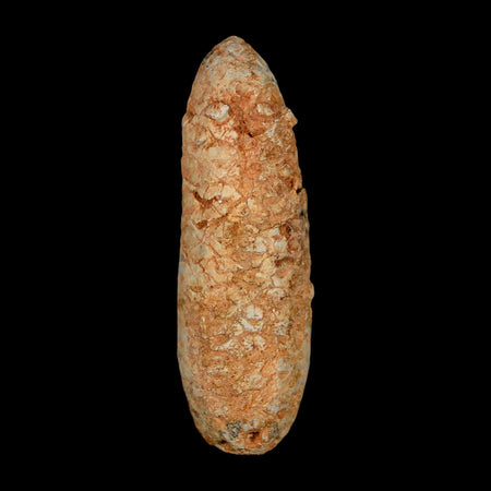 XXL 2.5" Fossil Pine Cone Equicalastrobus Replaced By Agate Eocene Age Seeds Fruit