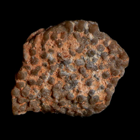 0.4" Megaloolithus Titanosaur Dinosaur Fossil Egg Shell Bouches Du Rhone France Display