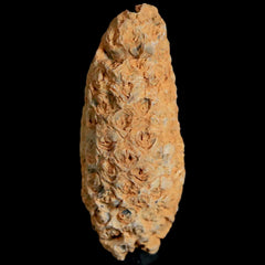 Pine Cone Fossil Collection