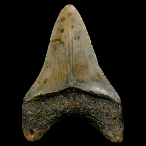 3" Quality Megalodon Shark Tooth Serrated Fossil Natural Miocene Age COA - Fossil Age Minerals