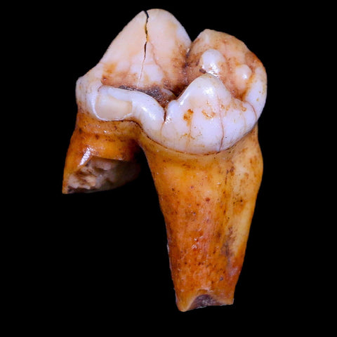 1.2" Extinct Cave Bear Ursus Spelaeus Pre-Molar Tooth Rooted Pleistocene Age COA - Fossil Age Minerals