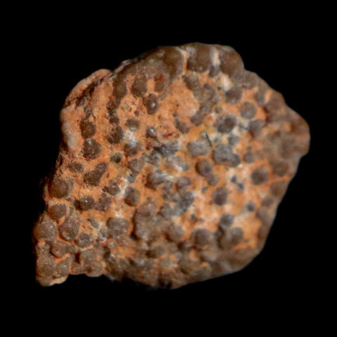 0.4" Megaloolithus Titanosaur Dinosaur Fossil Egg Shell Bouches Du Rhone France Display