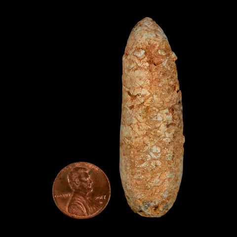 XXL 2.5" Fossil Pine Cone Equicalastrobus Replaced By Agate Eocene Age Seeds Fruit - Fossil Age Minerals
