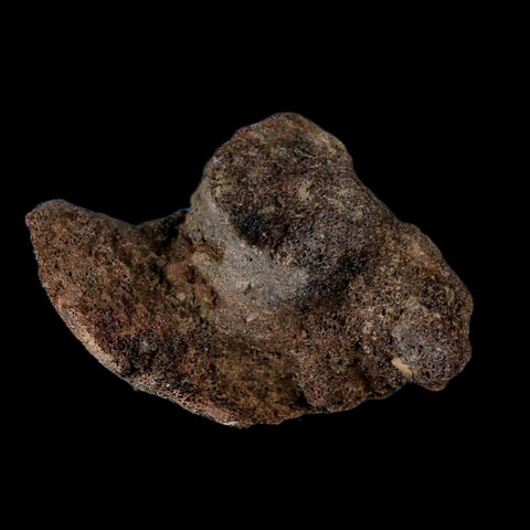 2.6" Centrosaurus Fossil Rib End Bone Judith River Cretaceous Dinosaur Montana COA - Fossil Age Minerals