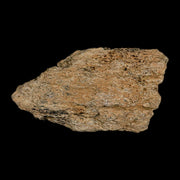 3.4" Triceratops Fossil Frill Bone Lance Creek FM Cretaceous Dinosaur Wyoming COA