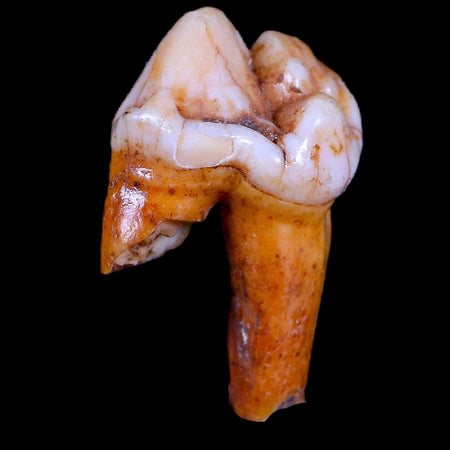 1.2" Extinct Cave Bear Ursus Spelaeus Pre-Molar Tooth Rooted Pleistocene Age COA