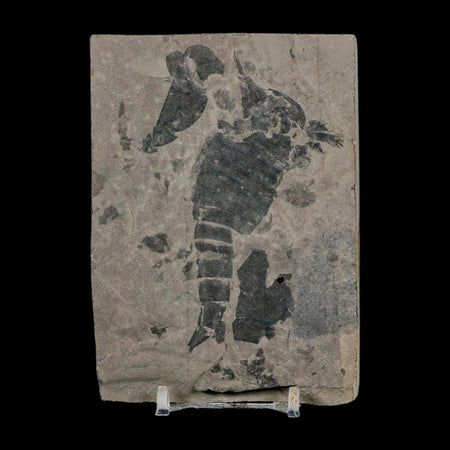 3.1" Eurypterus Sea Scorpion Fossil Eurypterid Silurian 420 Mil Yrs Old New York Stand