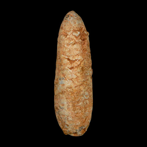 XXL 2.5" Fossil Pine Cone Equicalastrobus Replaced By Agate Eocene Age Seeds Fruit - Fossil Age Minerals