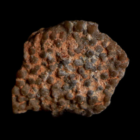 0.4" Megaloolithus Titanosaur Dinosaur Fossil Egg Shell Bouches Du Rhone France Display