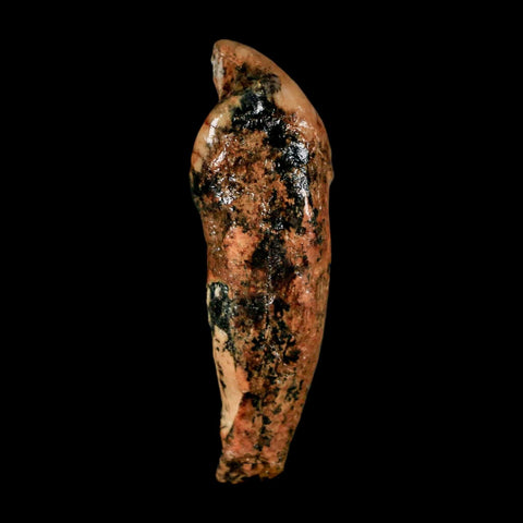 1.8" Extinct Cave Bear Ursus Spelaeus Incisor Tooth Rooted Pleistocene Age COA, Stand