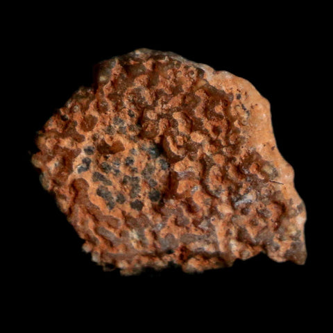 0.4" Megaloolithus Titanosaur Dinosaur Fossil Egg Shell Bouches Du Rhone France Display