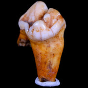 1.2" Extinct Cave Bear Ursus Spelaeus Pre-Molar Tooth Rooted Pleistocene Age COA