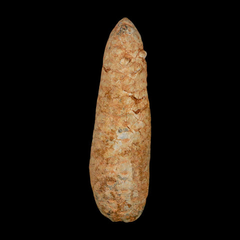 XXL 2.5" Fossil Pine Cone Equicalastrobus Replaced By Agate Eocene Age Seeds Fruit - Fossil Age Minerals