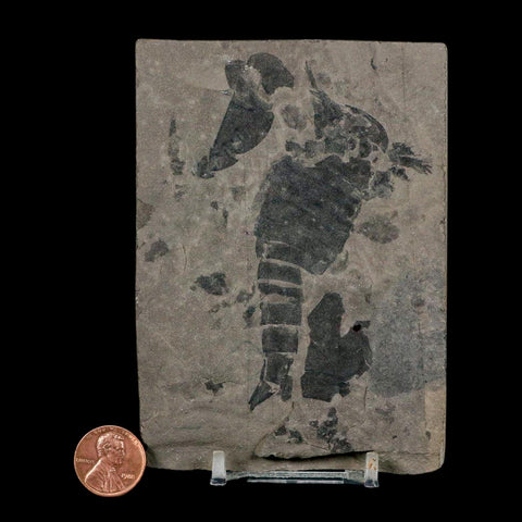 3.1" Eurypterus Sea Scorpion Fossil Eurypterid Silurian 420 Mil Yrs Old New York Stand