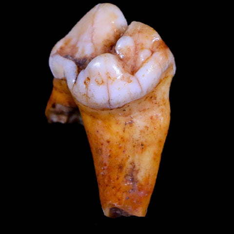 1.2" Extinct Cave Bear Ursus Spelaeus Pre-Molar Tooth Rooted Pleistocene Age COA - Fossil Age Minerals