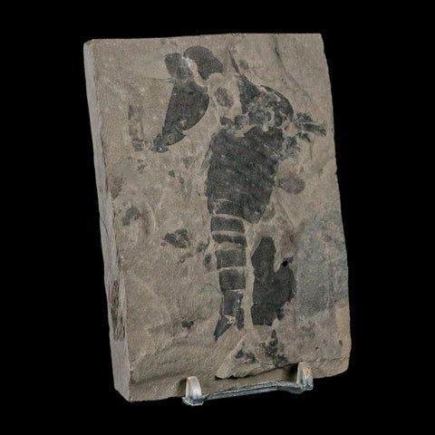 3.1" Eurypterus Sea Scorpion Fossil Eurypterid Silurian 420 Mil Yrs Old New York Stand