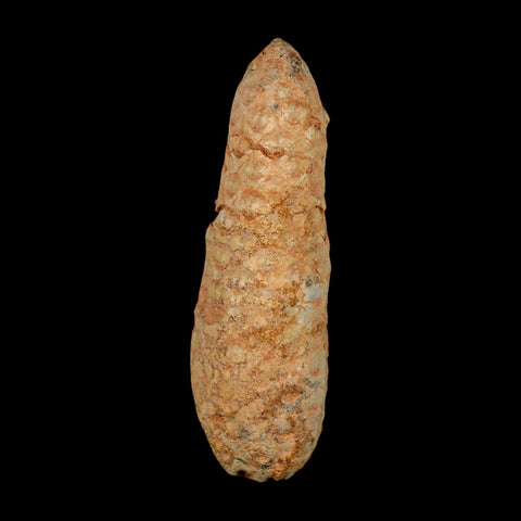 XXL 2.5" Fossil Pine Cone Equicalastrobus Replaced By Agate Eocene Age Seeds Fruit - Fossil Age Minerals