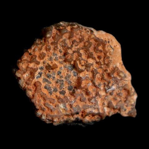 0.4" Megaloolithus Titanosaur Dinosaur Fossil Egg Shell Bouches Du Rhone France Display