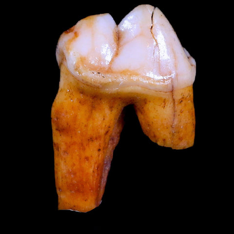 1.2" Extinct Cave Bear Ursus Spelaeus Pre-Molar Tooth Rooted Pleistocene Age COA - Fossil Age Minerals