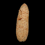 XXL 2.5" Fossil Pine Cone Equicalastrobus Replaced By Agate Eocene Age Seeds Fruit